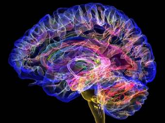 搞基刺激尖叫网页大脑植入物有助于严重头部损伤恢复